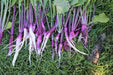 Hinona Kabu Turnip Seeds ,Asian Vegetable - Caribbean garden seed