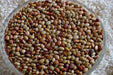 Horse gram BUSH Bean,Growing,Sprouting ,Heirloom ASIAN VEGETABLE - Caribbean garden seed