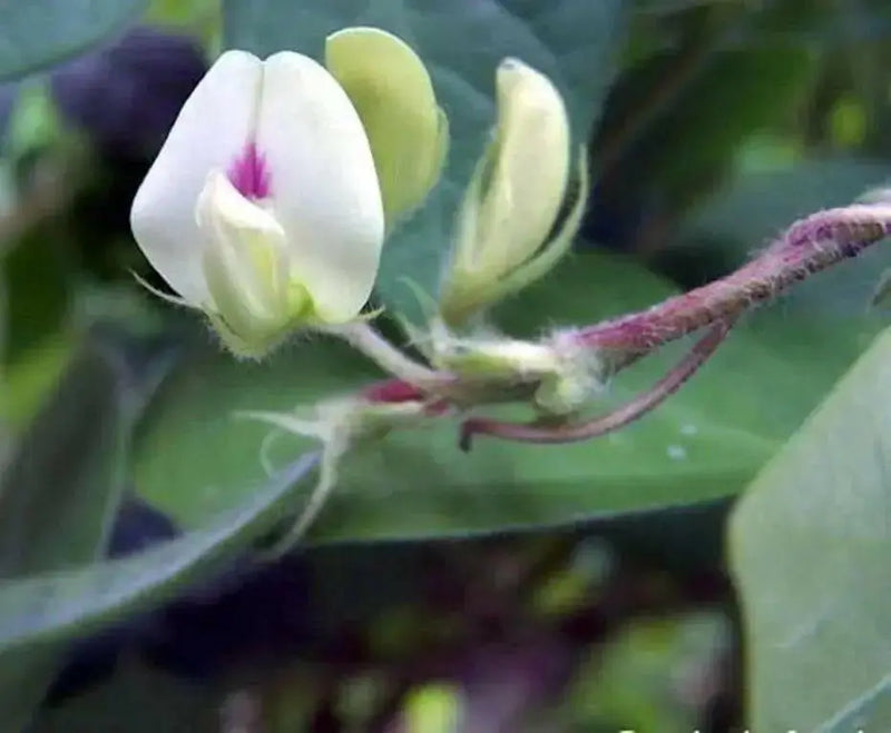 Horse gram BUSH Bean,Growing,Sprouting ,Heirloom ASIAN VEGETABLE - Caribbean garden seed