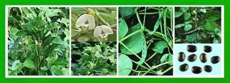 Horse gram BUSH Bean,Growing,Sprouting ,Heirloom ASIAN VEGETABLE - Caribbean garden seed