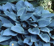 Hosta Halcyon (3 Bareroot Plant) Lavender flowers,shade FOLIAGE - Caribbean garden seed