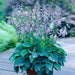 Hosta Halcyon (3 Bareroot Plant) Lavender flowers,shade FOLIAGE - Caribbean garden seed