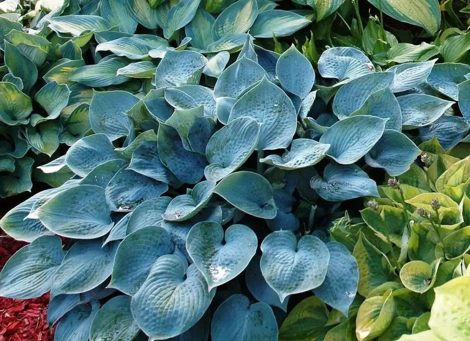 Hosta Halcyon (3 Bareroot Plant) Lavender flowers,shade FOLIAGE - Caribbean garden seed