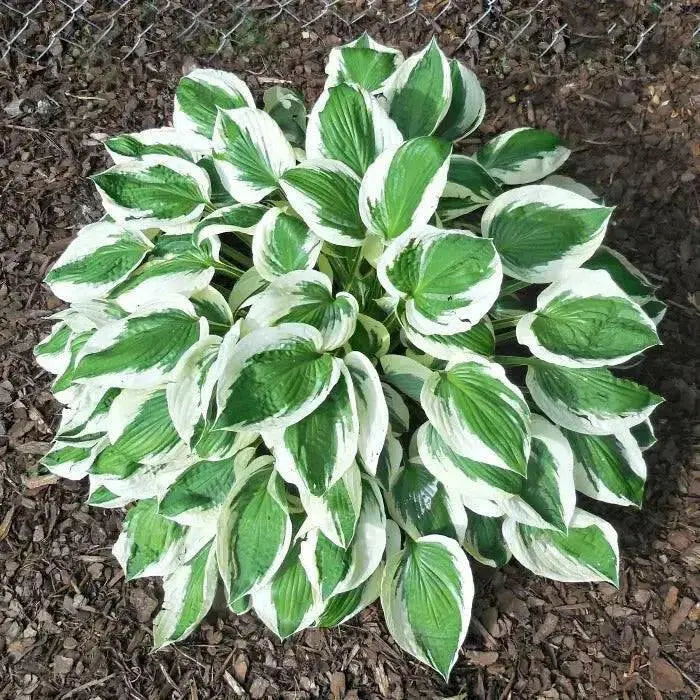 Hosta minuteman (Bareroot PLANT) Perennial - Caribbean garden seed
