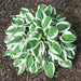 Hosta minuteman (Bareroot PLANT) Perennial - Caribbean garden seed