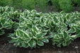 Hosta minuteman (Bareroot PLANT) Perennial - Caribbean garden seed