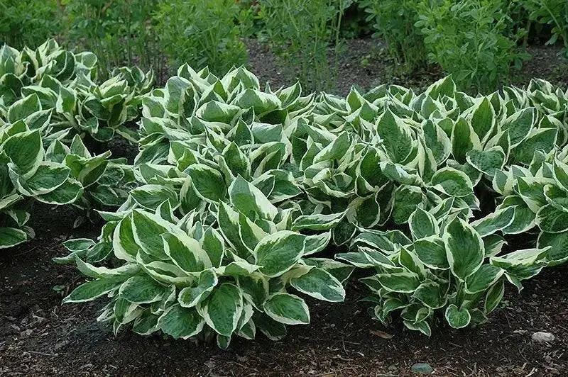 Hosta minuteman (Bareroot PLANT) Perennial - Caribbean garden seed