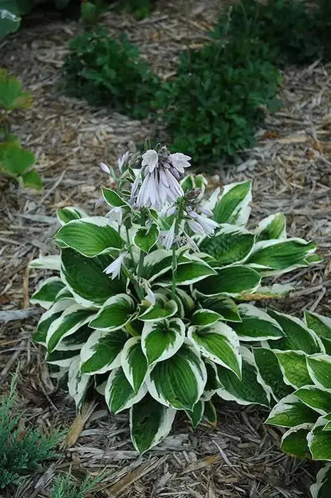 Hosta minuteman (Bareroot PLANT) Perennial - Caribbean garden seed