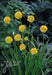 Hooker's onion,Seeds, Brilliant yellow bell-shaped flowers. Rare. - Caribbean garden seed