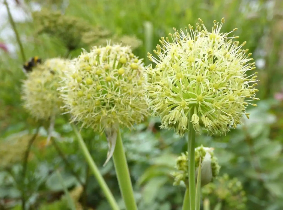 Hooker's onion,Seeds, Brilliant yellow bell-shaped flowers. Rare. - Caribbean garden seed