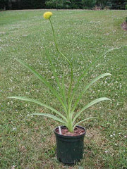 Hooker's onion,Seeds, Brilliant yellow bell-shaped flowers. Rare. - Caribbean garden seed