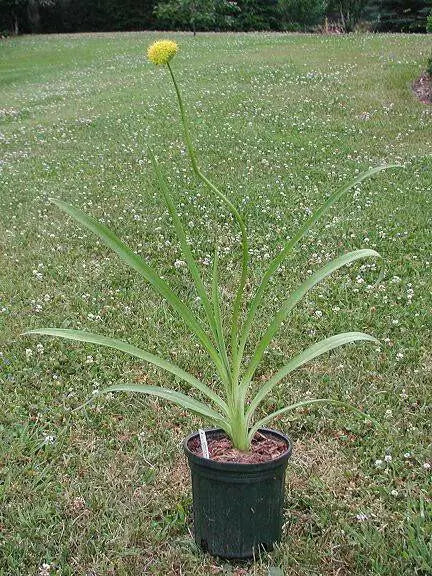 Hooker's onion,Seeds, Brilliant yellow bell-shaped flowers. Rare. - Caribbean garden seed