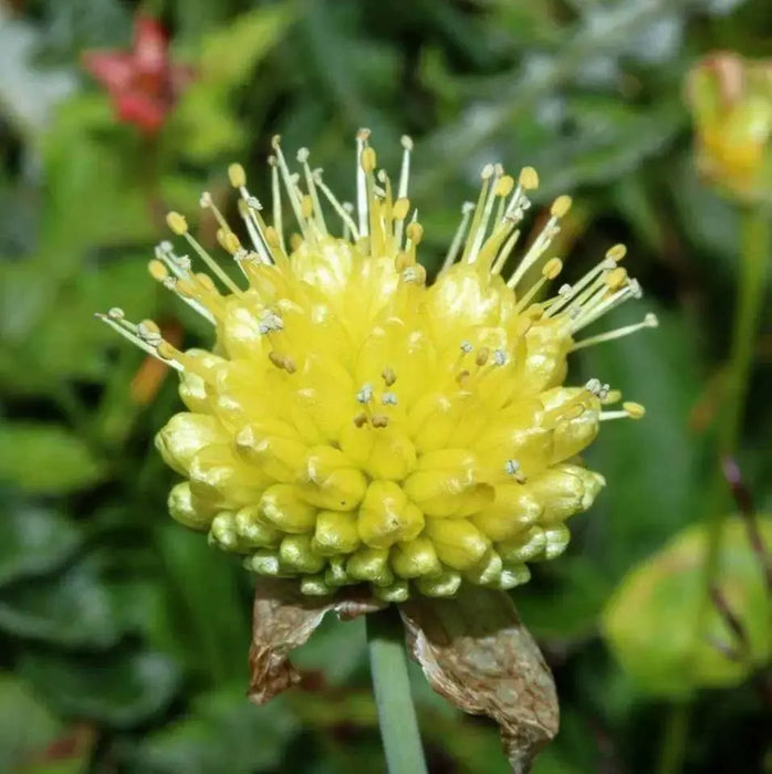 Hooker's onion,Seeds, Brilliant yellow bell-shaped flowers. Rare. - Caribbean garden seed