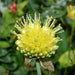Hooker's onion,Seeds, Brilliant yellow bell-shaped flowers. Rare. - Caribbean garden seed