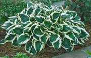 HOSTA Francee(3 Bareroot Plant) Garden flowers, shade perennial FOLIAGE - Caribbean garden seed