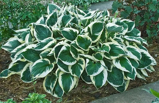 HOSTA Francee(3 Bareroot Plant) Garden flowers, shade perennial FOLIAGE - Caribbean garden seed