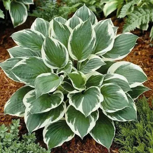 HOSTA Francee(3 Bareroot Plant) Garden flowers, shade perennial FOLIAGE - Caribbean garden seed