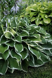 HOSTA Francee(3 Bareroot Plant) Garden flowers, shade perennial FOLIAGE - Caribbean garden seed