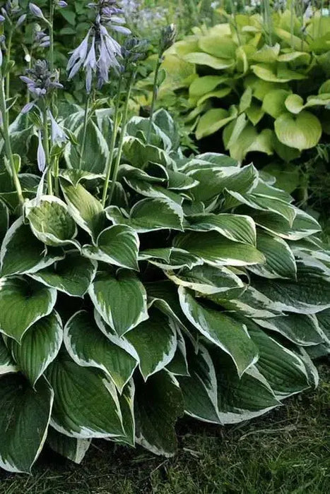 HOSTA Francee(3 Bareroot Plant) Garden flowers, shade perennial FOLIAGE - Caribbean garden seed