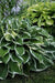 HOSTA Francee(3 Bareroot Plant) Garden flowers, shade perennial FOLIAGE - Caribbean garden seed