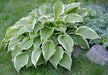 HOSTA Francee(3 Bareroot Plant) Garden flowers, shade perennial FOLIAGE - Caribbean garden seed