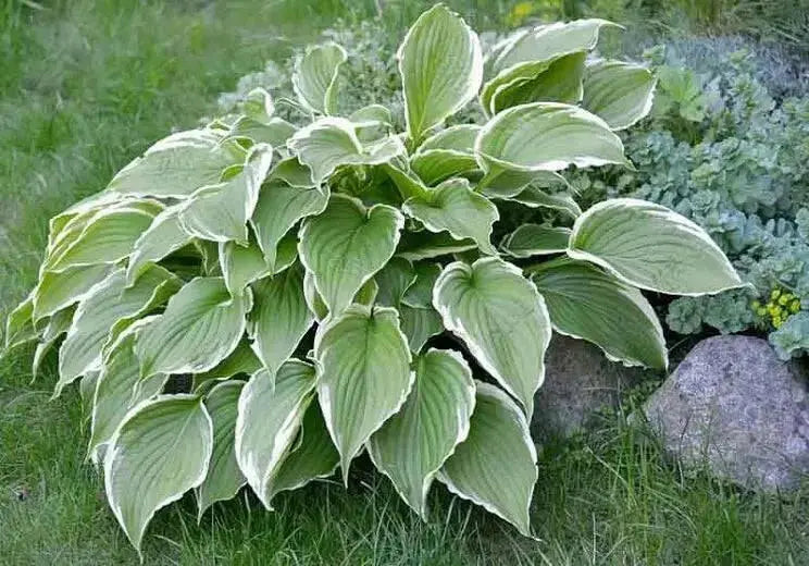 HOSTA Francee(3 Bareroot Plant) Garden flowers, shade perennial FOLIAGE - Caribbean garden seed