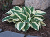 Hosta patriot (3 Bareroot Plant) Garden flowers, shade perennial - Caribbean garden seed