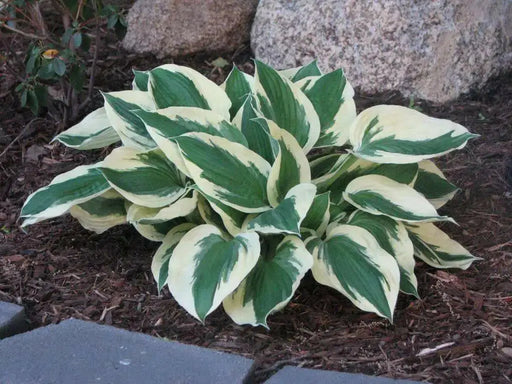 Hosta patriot (3 Bareroot Plant) Garden flowers, shade perennial - Caribbean garden seed