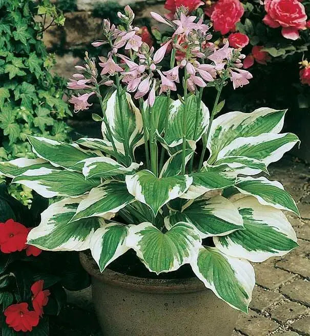 Hosta patriot (3 Bareroot Plant) Garden flowers, shade perennial - Caribbean garden seed