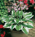 Hosta patriot (3 Bareroot Plant) Garden flowers, shade perennial - Caribbean garden seed