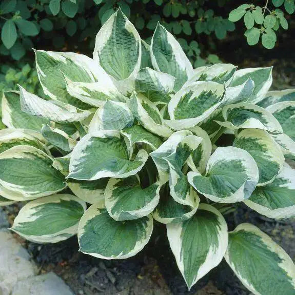 Hosta patriot (3 Bareroot Plant) Garden flowers, shade perennial - Caribbean garden seed