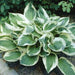 Hosta patriot (3 Bareroot Plant) Garden flowers, shade perennial - Caribbean garden seed