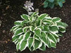 Hosta patriot (3 Bareroot Plant) Garden flowers, shade perennial - Caribbean garden seed