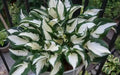 HOSTA fire and ice (Bareroot PLANT) SHADE PERENNIAL FOLIAGE - Caribbean garden seed