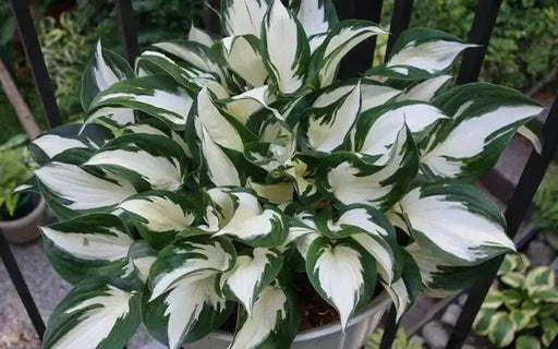 HOSTA fire and ice (Bareroot PLANT) SHADE PERENNIAL FOLIAGE - Caribbean garden seed