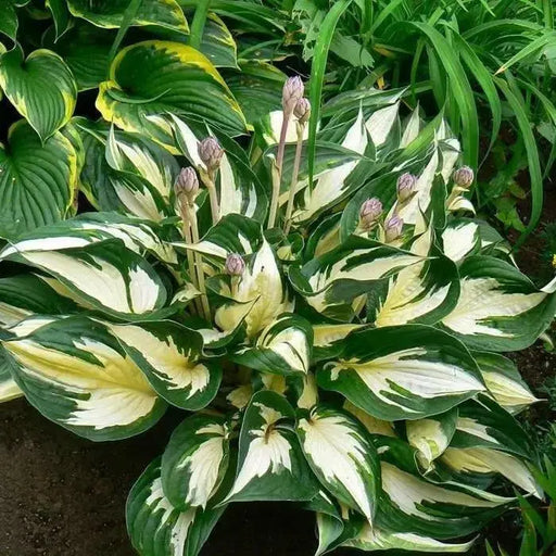 HOSTA fire and ice (Bareroot PLANT) SHADE PERENNIAL FOLIAGE - Caribbean garden seed