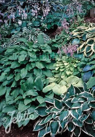 Hosta Seeds - American Hybrids AKA Platain Lily, White Flowers ,Perennial shade loving Plant - Caribbean garden seed
