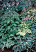 Hosta Seeds - American Hybrids AKA Platain Lily, White Flowers ,Perennial shade loving Plant - Caribbean garden seed