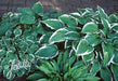 Hosta Seeds - American Hybrids AKA Platain Lily, White Flowers ,Perennial shade loving Plant - Caribbean garden seed