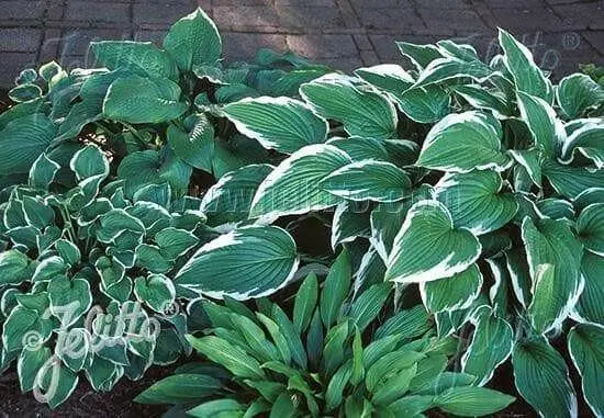 Hosta Seeds - American Hybrids AKA Platain Lily, White Flowers ,Perennial shade loving Plant - Caribbean garden seed