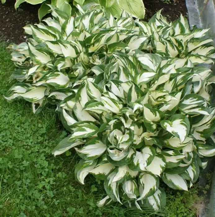 HOSTA fire and ice (Bareroot PLANT) SHADE PERENNIAL FOLIAGE - Caribbean garden seed
