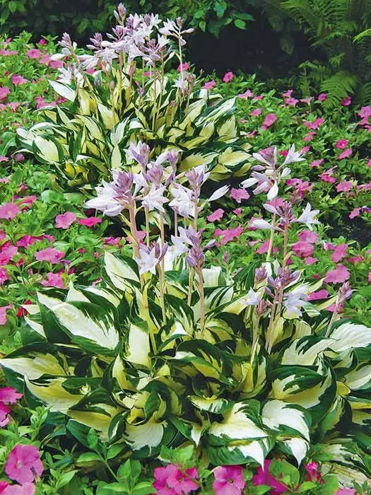 HOSTA fire and ice (Bareroot PLANT) SHADE PERENNIAL FOLIAGE - Caribbean garden seed