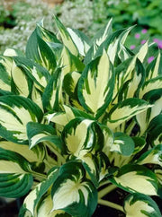 HOSTA fire and ice (Bareroot PLANT) SHADE PERENNIAL FOLIAGE - Caribbean garden seed