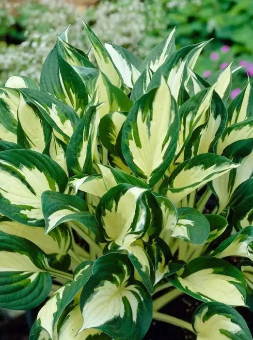HOSTA fire and ice (Bareroot PLANT) SHADE PERENNIAL FOLIAGE - Caribbean garden seed