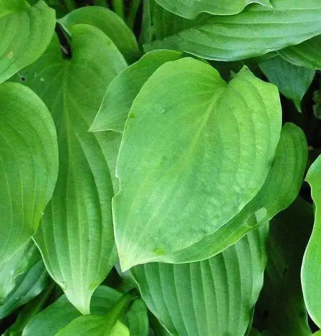 Hosta Elata Seeds AKA  Platain Lily, Flowers ,Perennial shade loving Plant - Caribbean garden seed