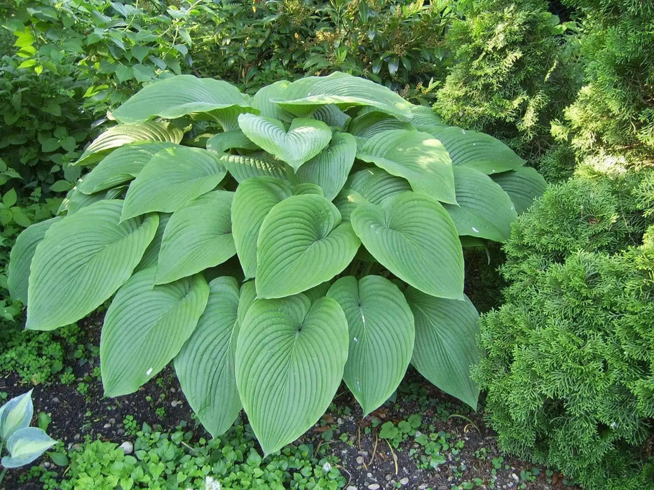 Hosta Elata Seeds AKA  Platain Lily, Flowers ,Perennial shade loving Plant - Caribbean garden seed