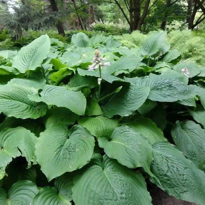 Hosta Elata Seeds AKA  Platain Lily, Flowers ,Perennial shade loving Plant - Caribbean garden seed