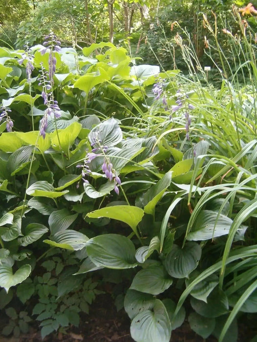 Hosta Elata Seeds AKA  Platain Lily, Flowers ,Perennial shade loving Plant - Caribbean garden seed
