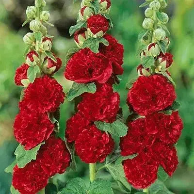 Hollyhock Plant (plant/roots) Double FLOWERS - Caribbean garden seed