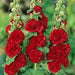 Hollyhock Plant (plant/roots) Double FLOWERS - Caribbean garden seed